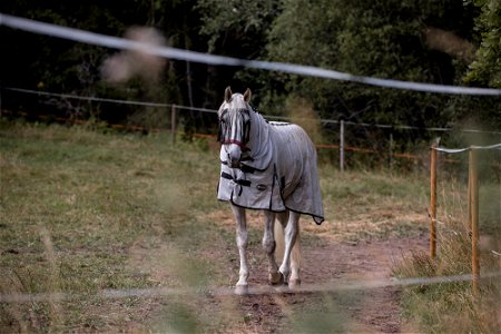 Lintupajun hevostila, Jokioinen photo