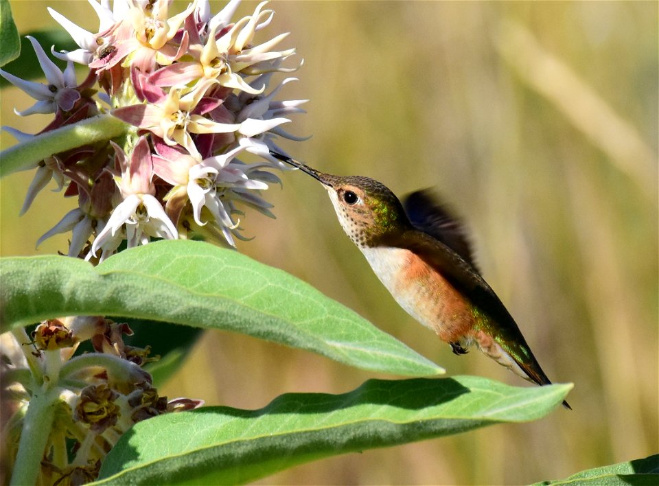 Rufous hummingbird at Seedskadee National Wildlife Refuge