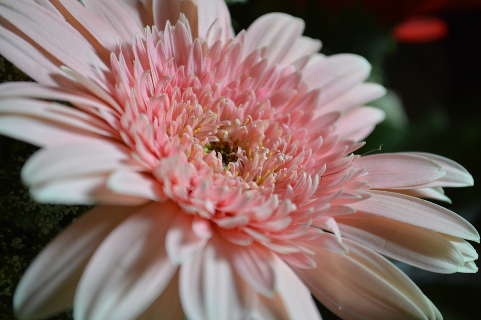 Nature spring floral