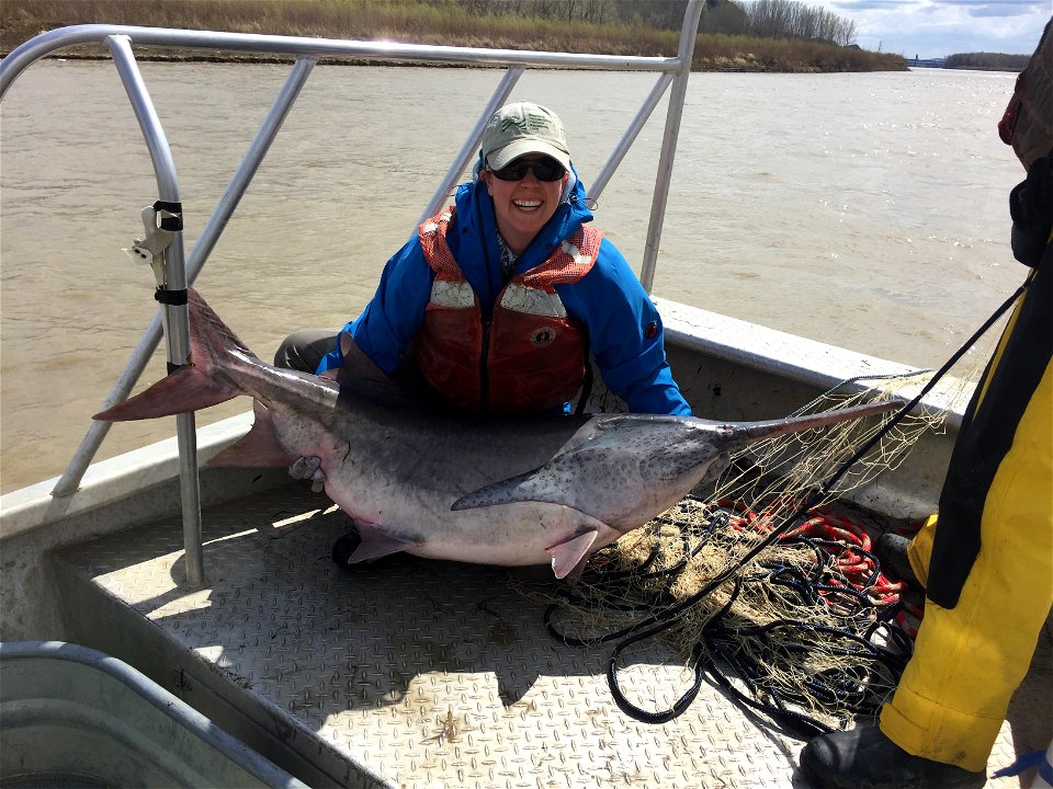 Paddlefish photo