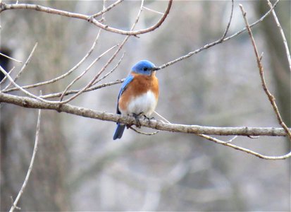 Eastern bluebird photo