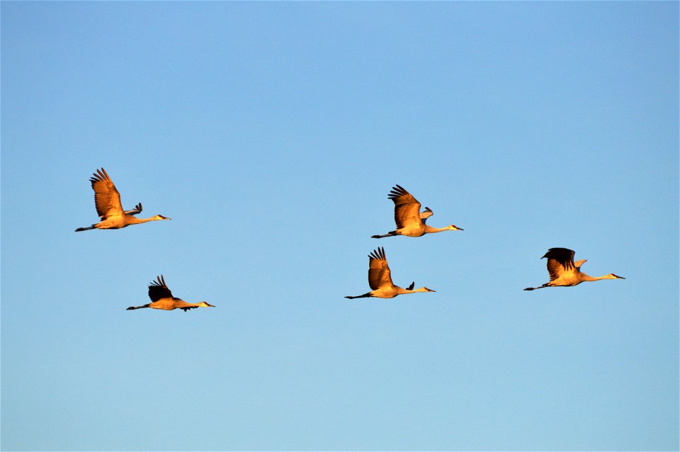 Sandhill cranes flying over Sherburne National Wildlife Refuge