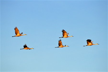 Sandhill cranes flying over Sherburne National Wildlife Refuge photo