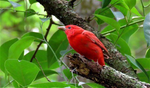 Summer Tanager photo