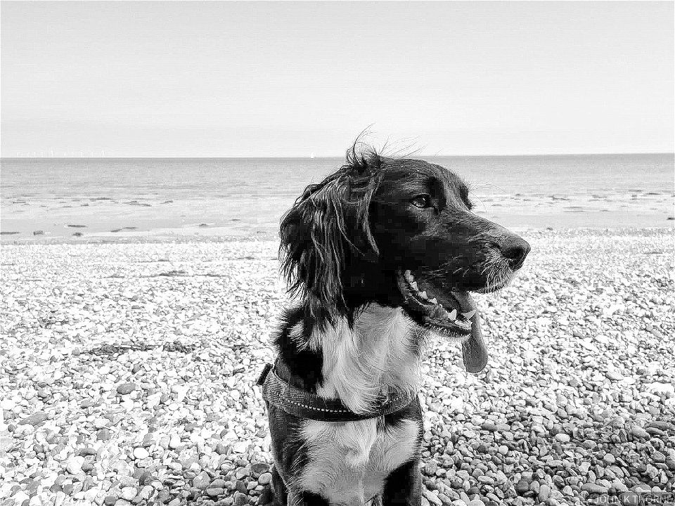 Hot Dog on The Beach