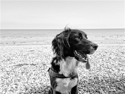 Hot Dog on The Beach