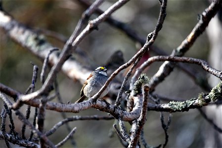 White-throated sparrow photo