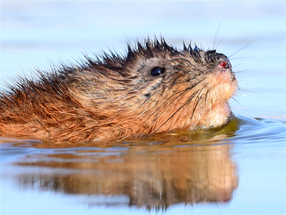 Muskrat at Seedskadee National Wildlife Refuge Wyoming