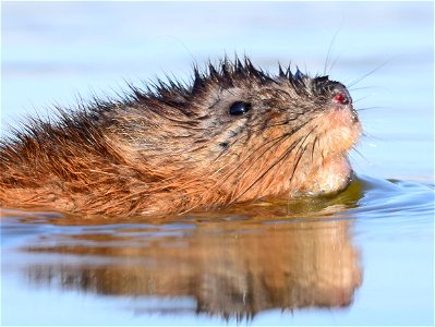 Muskrat at Seedskadee National Wildlife Refuge Wyoming photo