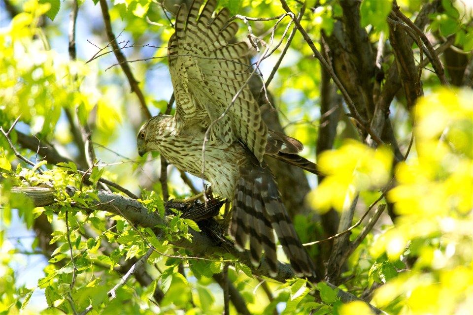 Juvenile Cooper’s Hawk photo