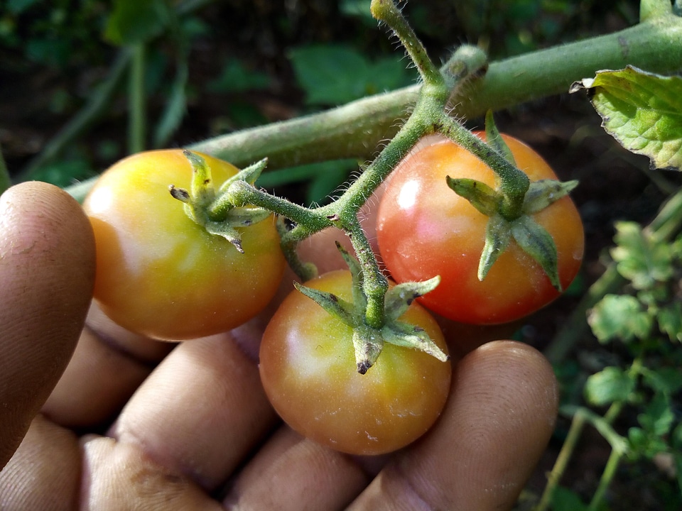 Grow pasture vegetable