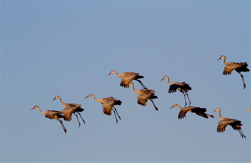 A group of sandhill cranes coming in for a landing at Sherburne National Wildlife Refuge