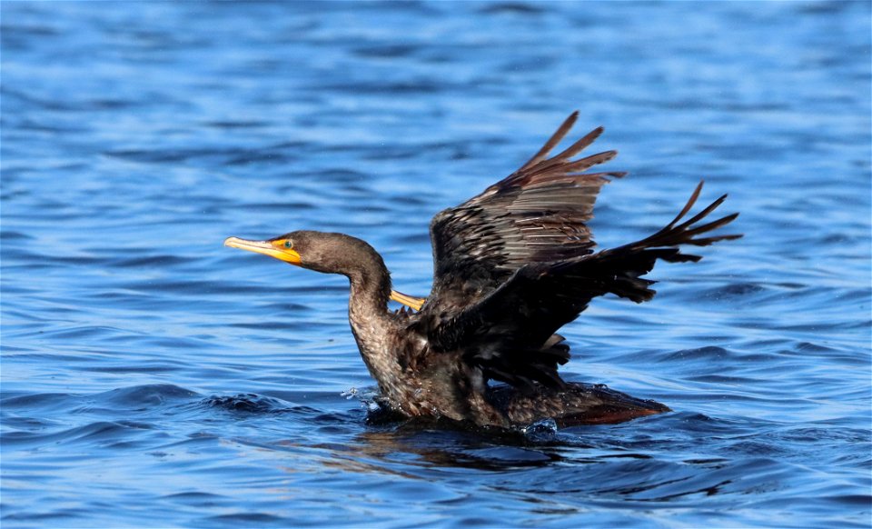 Double-crested Cormorant Huron Wetland Management District photo