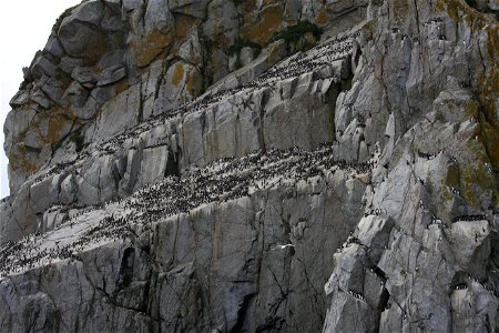 Penguin colony photo