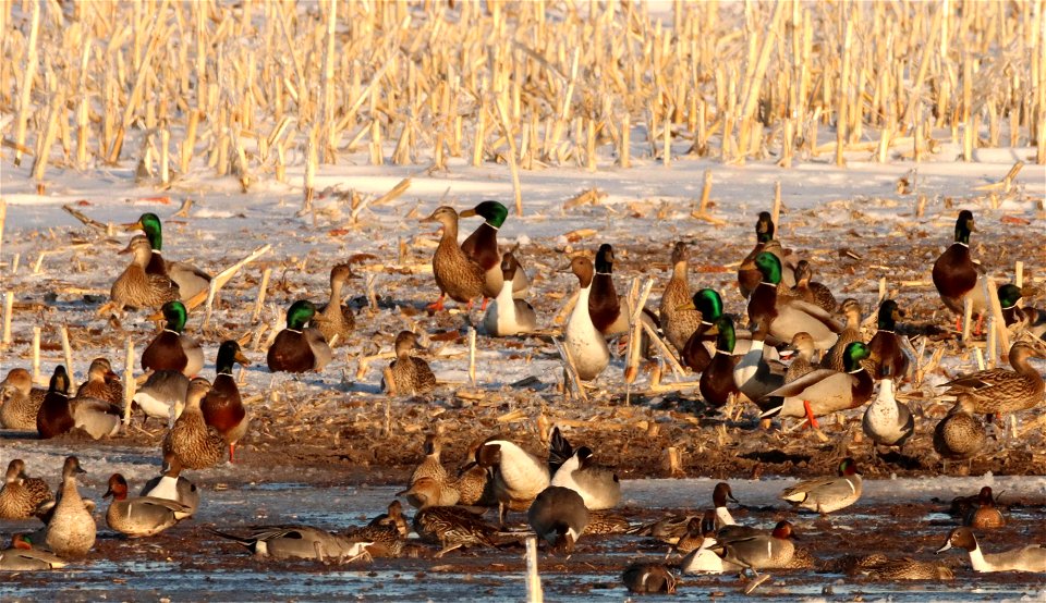 Spring Dabbling Ducks Huron Wetland Management District photo