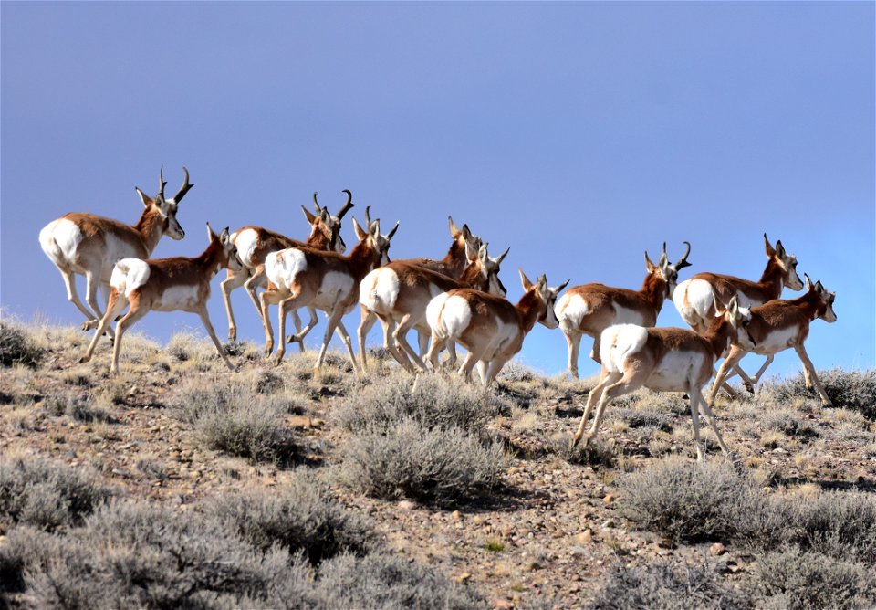 Pronghorn at Seedskadee National Wildlife Refuge