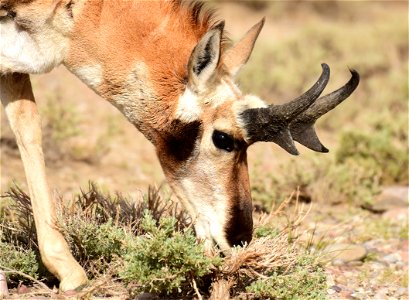Pronghorn at Seedskadee National Wildlife Refuge