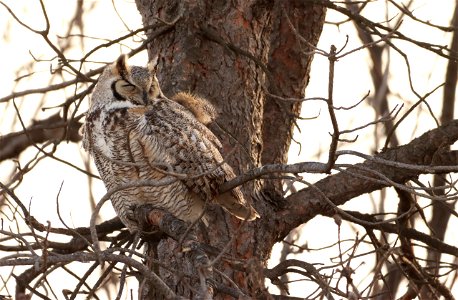 Great-Horned Owl Huron Wetland Management District