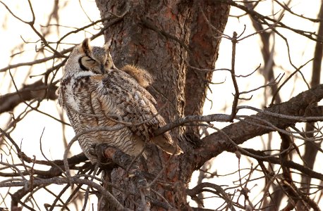 Great-Horned Owl Huron Wetland Management District photo