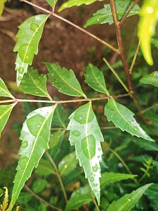 Greenery growth garden photo