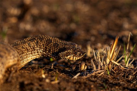 Plains hognose snake photo