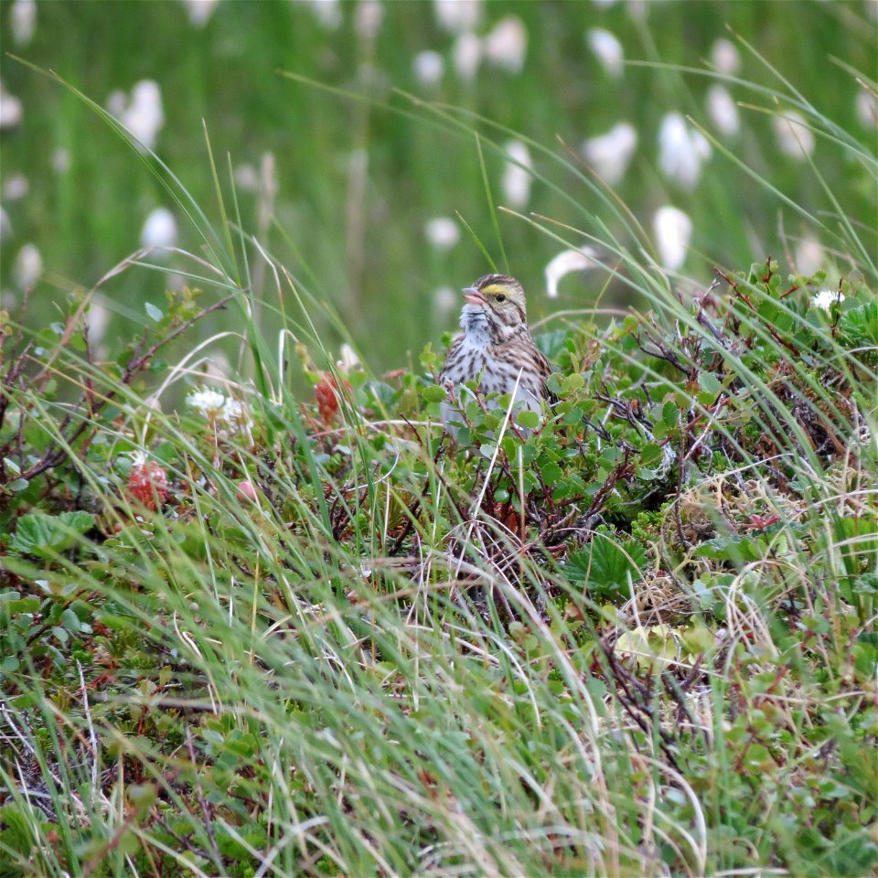 Savannah sparrow