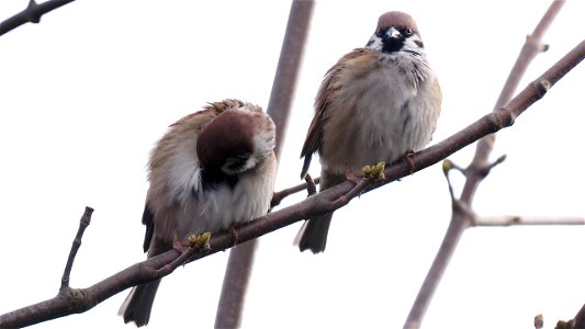 Ein (ver-)doppelter Feldsperling