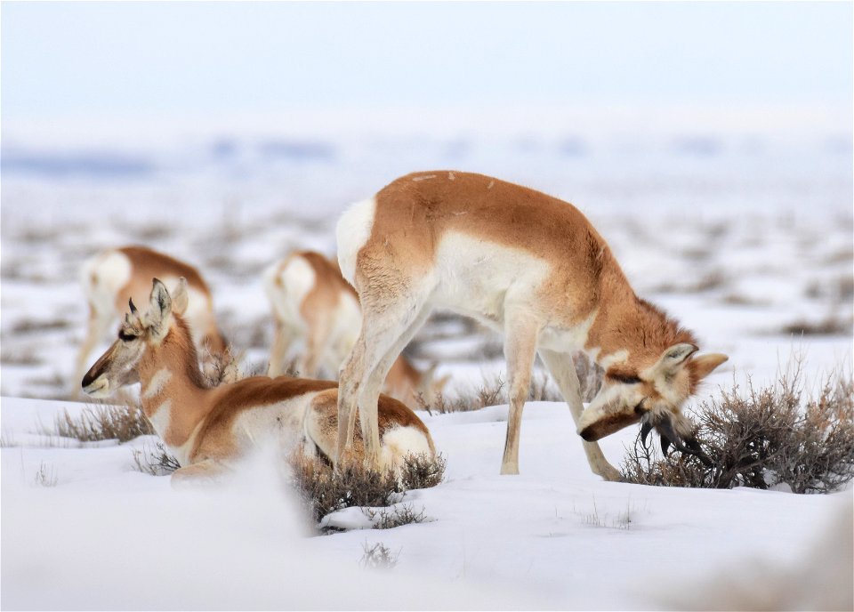 Pronghorn on Seedskadee National Wildlife Refuge