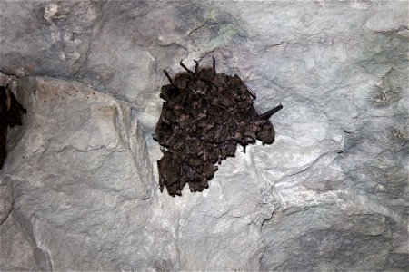 Indiana bat (Myotis sodalis) photo