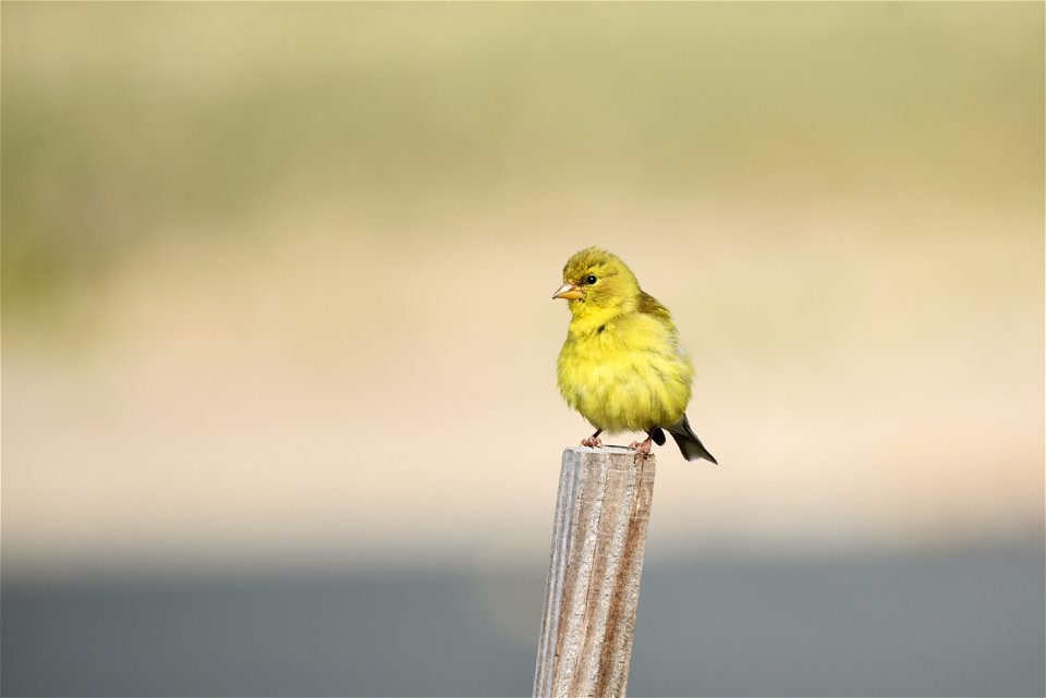 American goldfinch