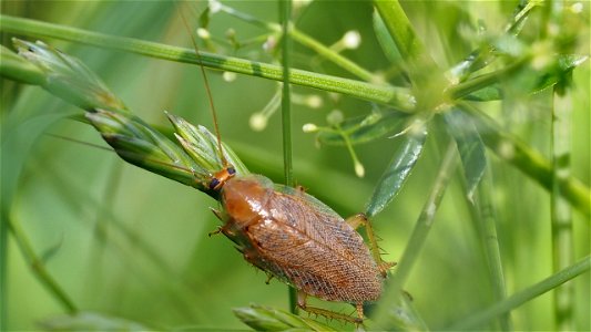 Ectobius vittiventris (Bernstein-Waldschabe), adult