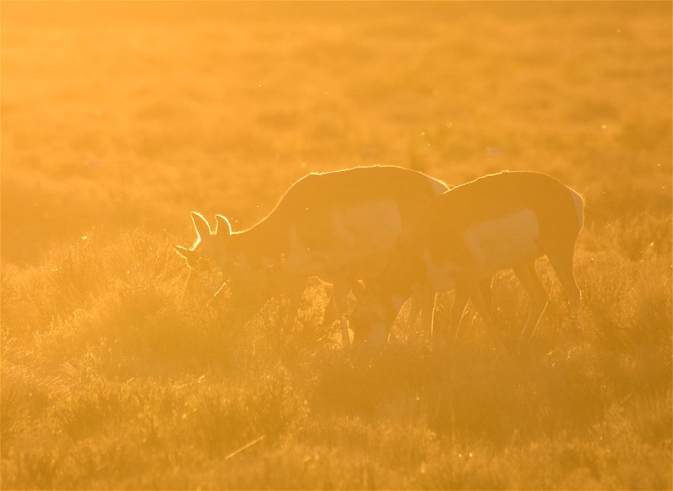 Pronghorn at Seedskadee National Wildlife Refuge