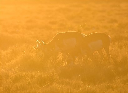 Pronghorn at Seedskadee National Wildlife Refuge