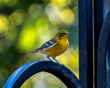 Day 284 - Pine Warbler photo