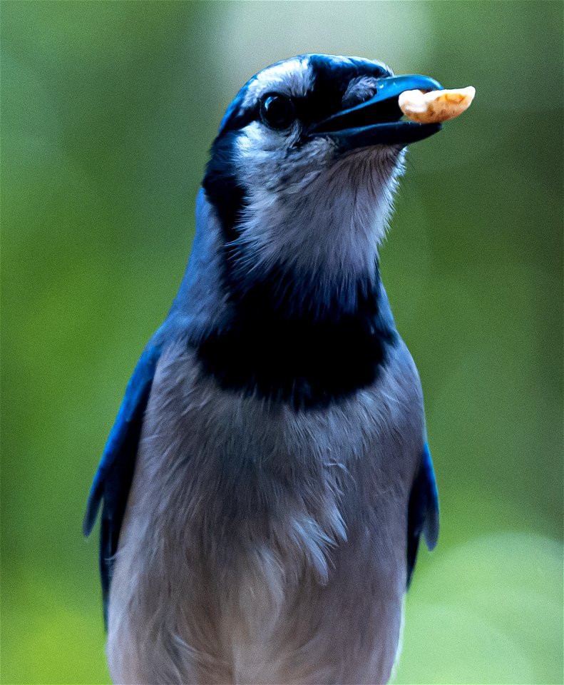 Day 290 - Anybody want a peanut?