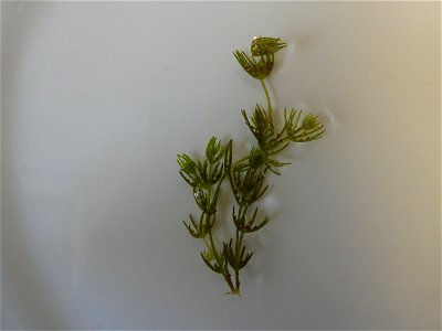Chara globularis J.L.Thuiller, 1799