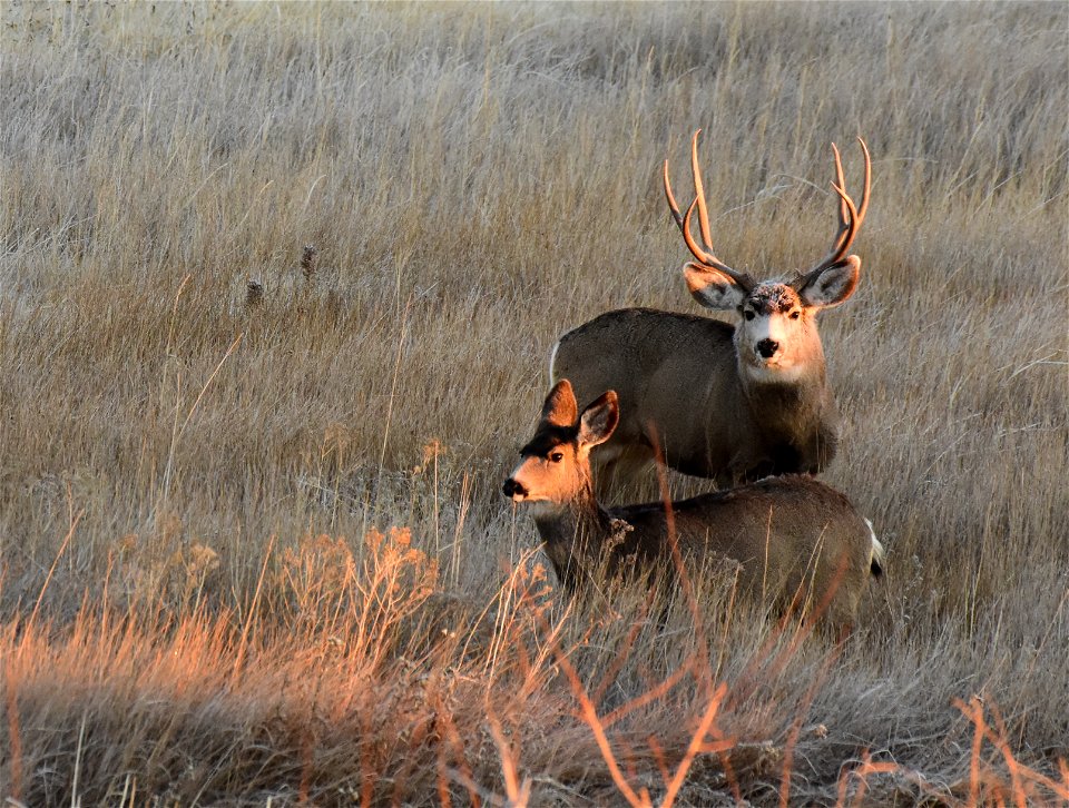 Mule deer at Seedskadee National Wildlife Refuge