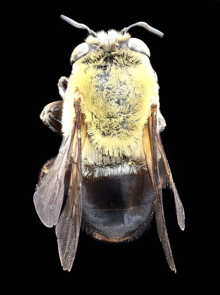 Centris nitida, f, back, Costa Rica_2021-01-13-17.56.45 ZS PMax UDR-Recovered photo