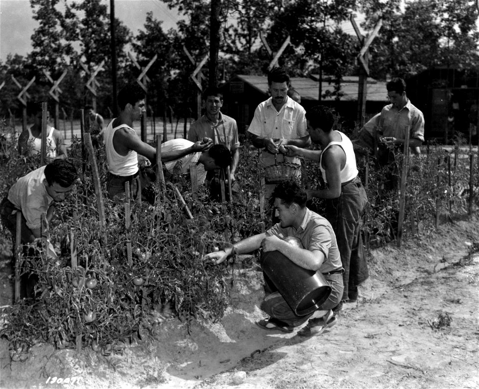 SC 180071 - Italian prisoners of war in America.