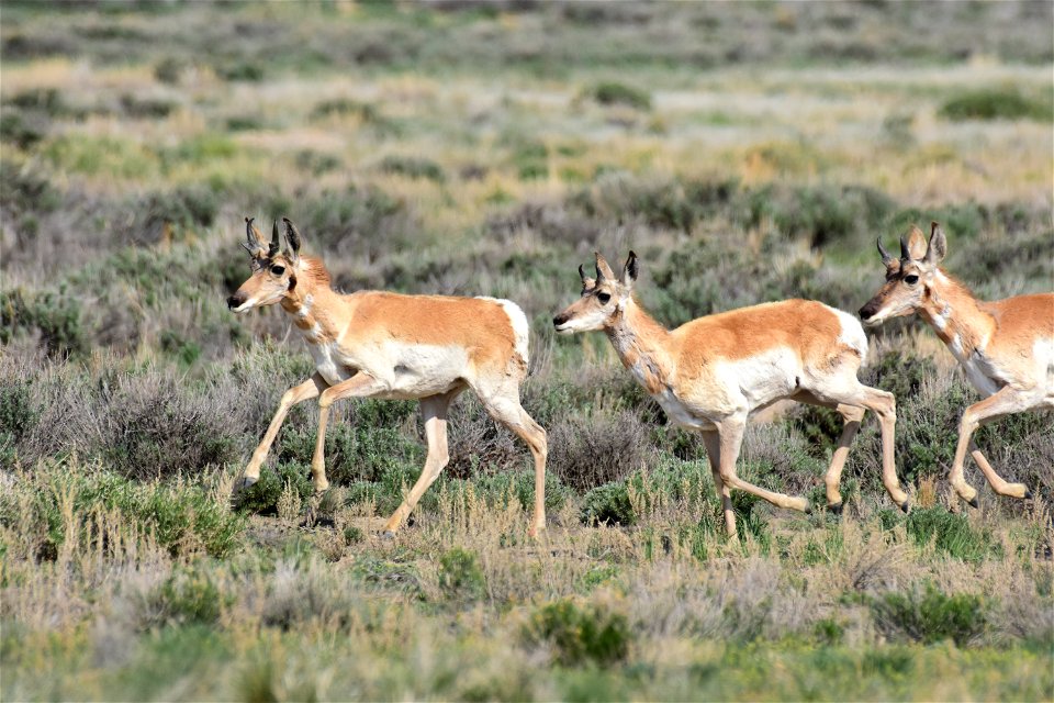 Pronhorn on Seedskadee National Wildlife Refuge