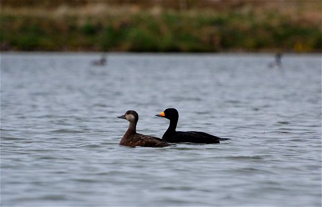 Black Scoter pair photo