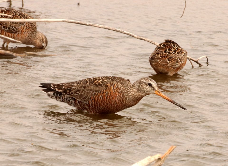 Hudsonian Godwit and Long-billed Dowitchers Huron Wetland Management District