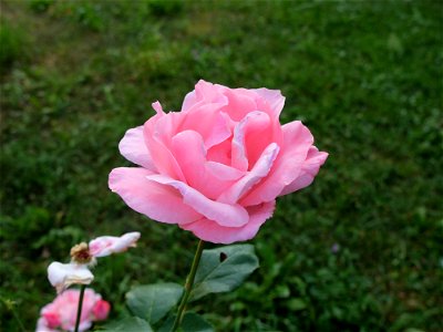 manast_Secu2015_0809_072832