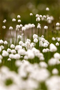Alaska cottongrass