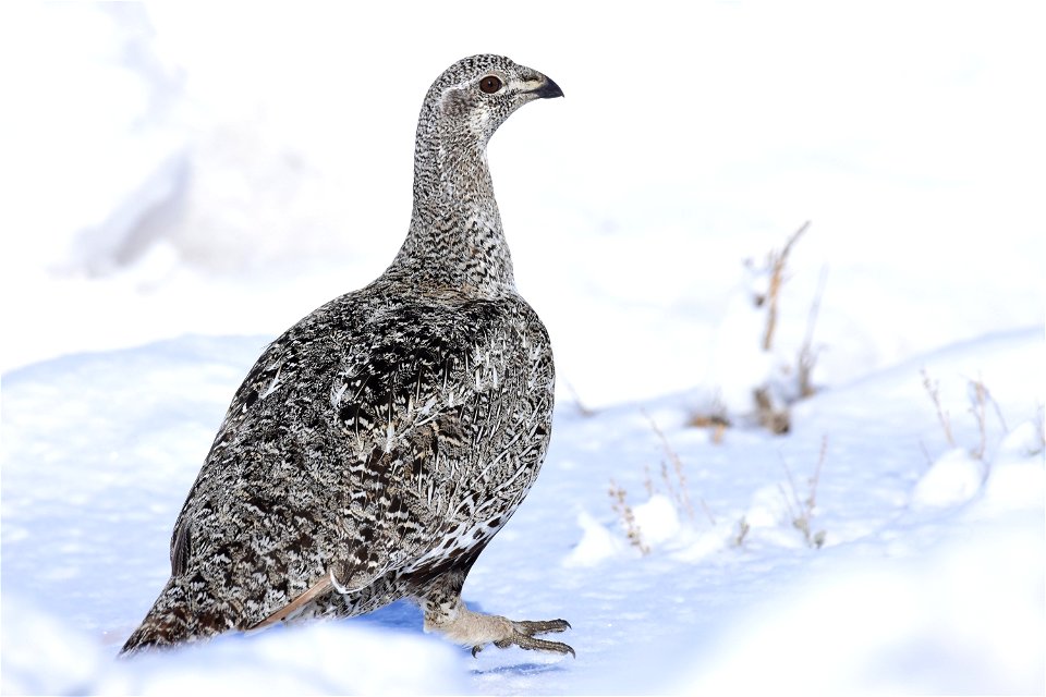 Greater sage-grouse on Seedskadee National Wildlife Refuge