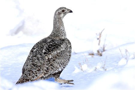 Greater sage-grouse on Seedskadee National Wildlife Refuge photo