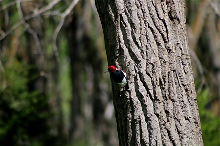 Redheaded Woodpecker Karl E. Mundt National Wildlife Refuge South Dakota photo