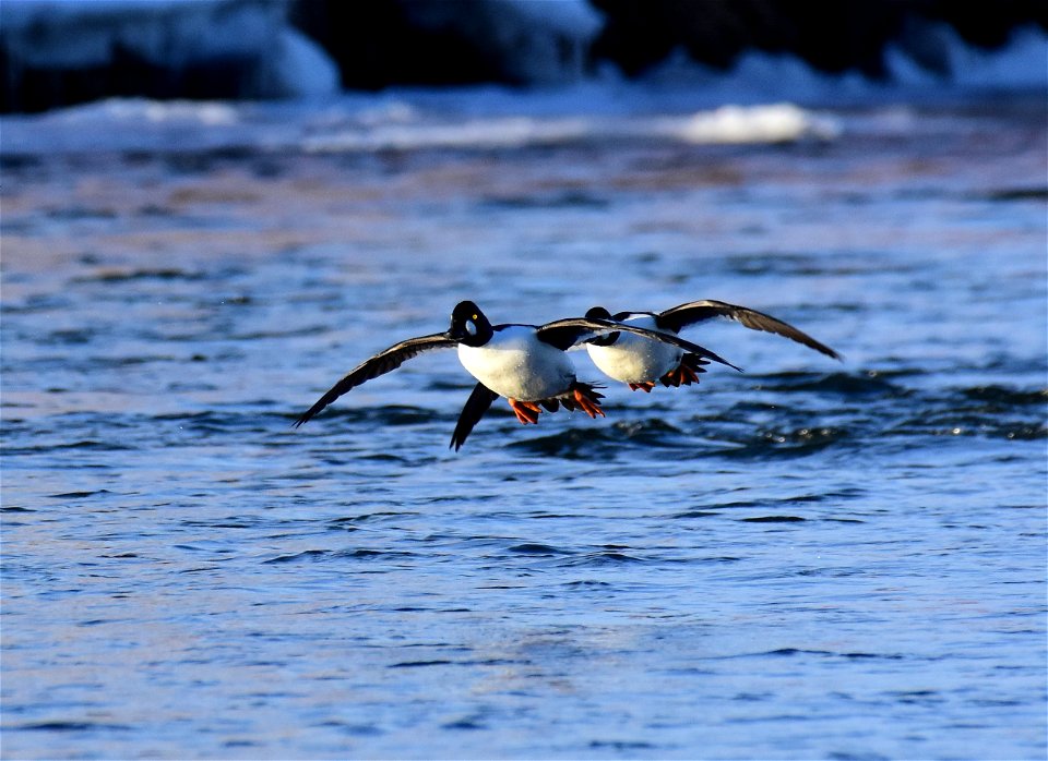 Common goldeneye at Seedskadee National Wildlife Refuge