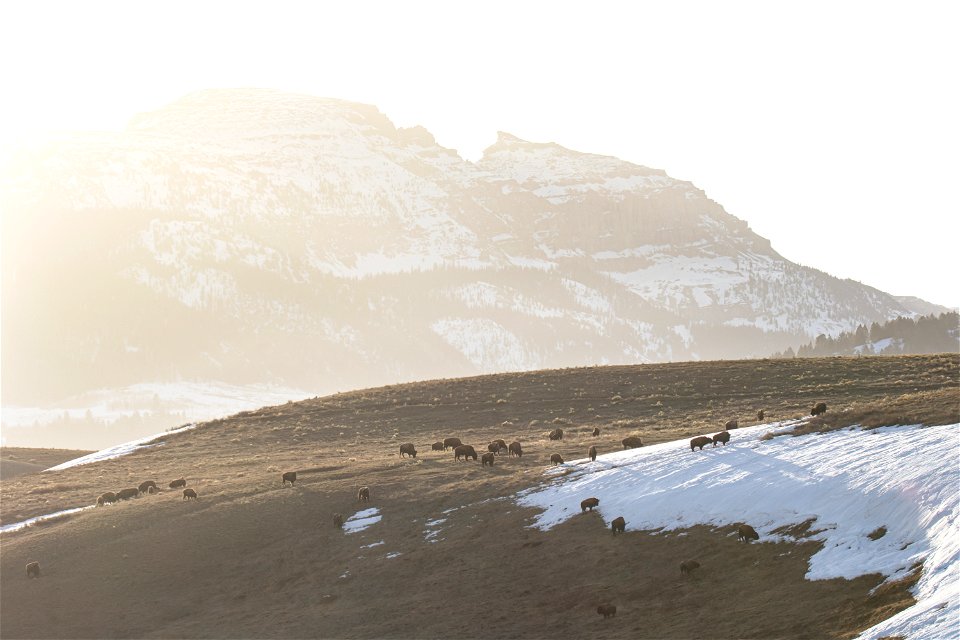 Bison on the National Elk Refuge