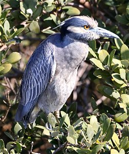 196 - YELLOW-CROWNED NIGHT-HERON (02-18-2023) world birding center, south padre island, cameron co, tx -01
